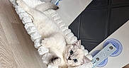 Aissik a rejoint le concours — aidez-le/la à gagner de superbes lots ! cat, kitten, fluffy, cream_colored, blue_eyes, pet_bed, sleeping, lying_down, cute, adorable, indoor, home, wood_floor, white_furniture, dark_cabinet, portrait, close_up, soft_fur, playful, cozy