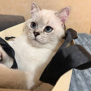 Aissik participe au concours pour gagner de l'argent avec cette photo : kitten, cat, animal, pet, white_fur, blue_eyes, close_up, portrait, sitting, shopping_bag, bag, black_straps, indoors, home, blanket, furniture, cream_background, whiskers, ears, cute