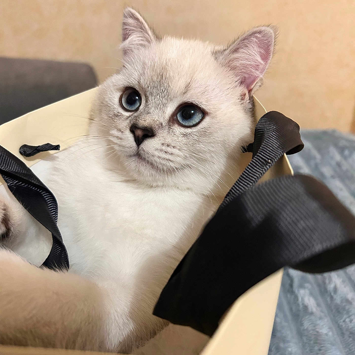 Aissik participe au concours pour gagner de l'argent avec cette photo : kitten, cat, animal, pet, white_fur, blue_eyes, close_up, portrait, sitting, shopping_bag, bag, black_straps, indoors, home, blanket, furniture, cream_background, whiskers, ears, cute