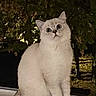 cat, white_cat, fluffy, long_hair, pet, animal, sitting, windowsill, window, indoors, outdoor_view, night, foliage, trees, wide_eyes, front_view, tail, fur, portrait, cute