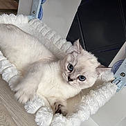 Ice a rejoint le concours — aidez-le/la à gagner de superbes lots ! cat, kitten, fluffy, cream_colored, blue_eyes, pet, animal, lying_down, relaxed, cute, portrait, hammock, plush, white, indoor, home, wood_floor, furniture, close_up, playful