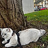 Ice participe au concours pour gagner de l'argent avec cette photo : cat, kitten, white_fur, blue_eyes, harness, leash, outdoor, tree, tree_bark, grass, fallen_leaves, park, urban, street, cars, person, animal, pet, sitting, nature