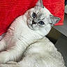 Ice participe au concours pour gagner de l'argent avec cette photo : cat, kitten, animal, pet, feline, fluffy, white_fur, gray_fur, blue_eyes, portrait, close_up, lying_down, relaxed, cute, adorable, red_towel, indoor, whiskers, ears, photography