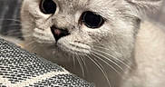 Ice participe au concours pour gagner de l'argent avec cette photo : cat, kitten, pet, animal, feline, cream_colored, fluffy, wide_eyes, whiskers, ears, nose, close_up, portrait, indoors, cushion, fabric, patterned, furniture, curious, adorable