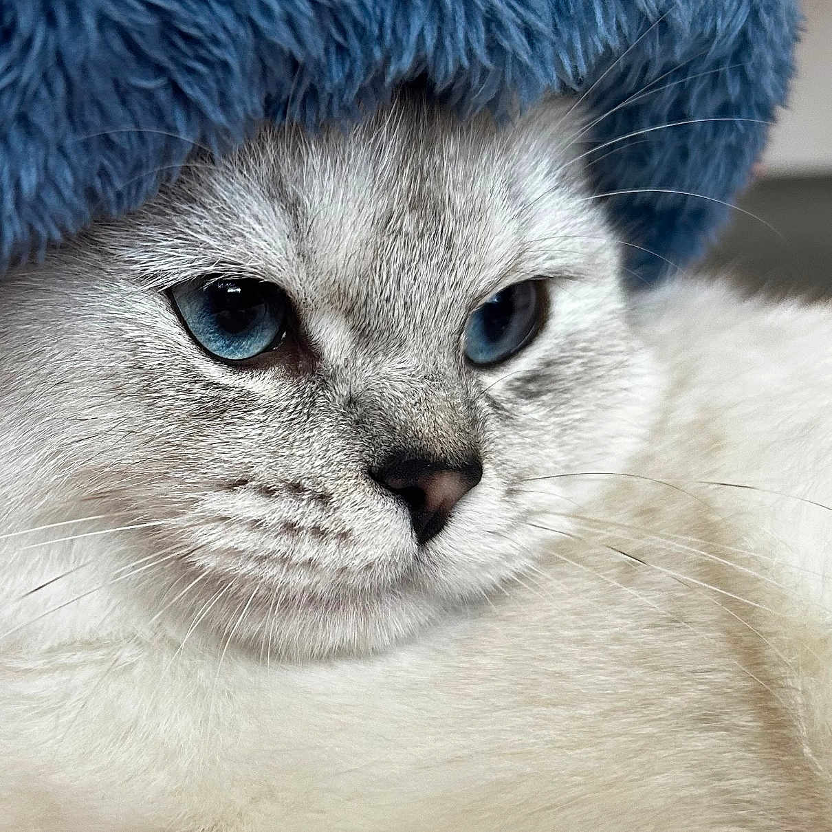 Ice a rejoint le concours — aidez-le/la à gagner de superbes lots ! cat, animal, pet, feline, blue_eyes, white_fur, gray_fur, fluffy, close_up, portrait, face, whiskers, nose, eyes, indoors, blanket, blue_blanket, soft_texture, relaxed, funny