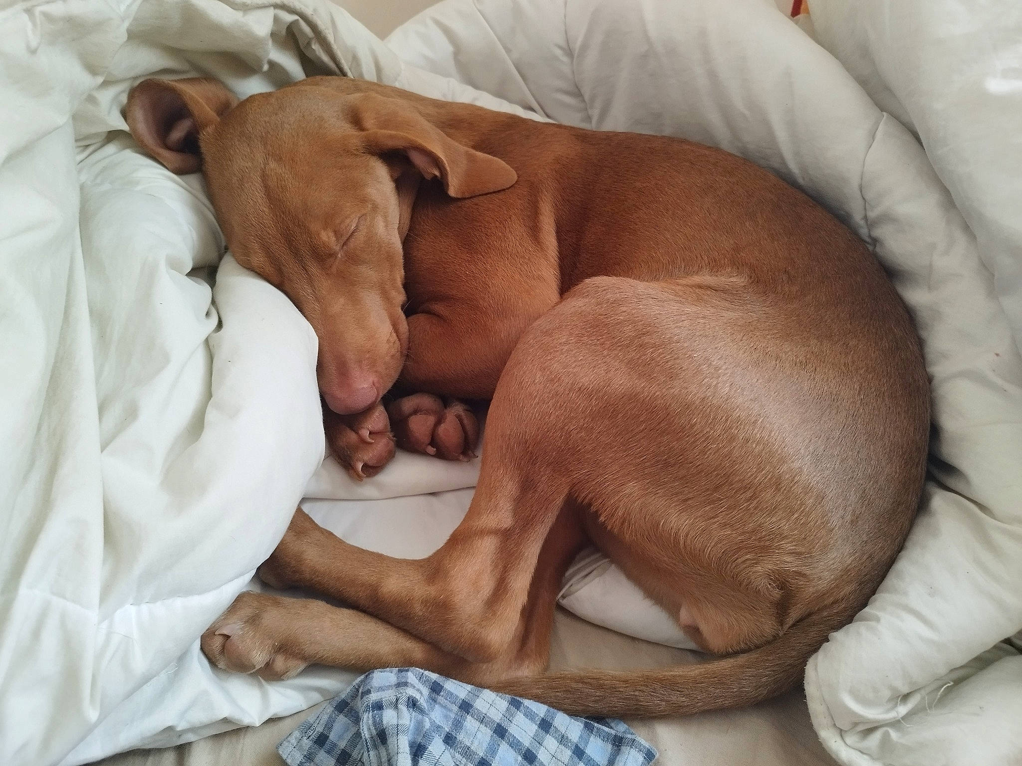 Tia a rejoint le concours — aidez-le/la à gagner de superbes lots ! abdomen, bedding, canidae, carnivore, chest, comfort, companion_dog, dog, dog_breed, fawn, foot, gesture, human_leg, knee, linens, plaid, sporting_group, tartan, textile, working_animal