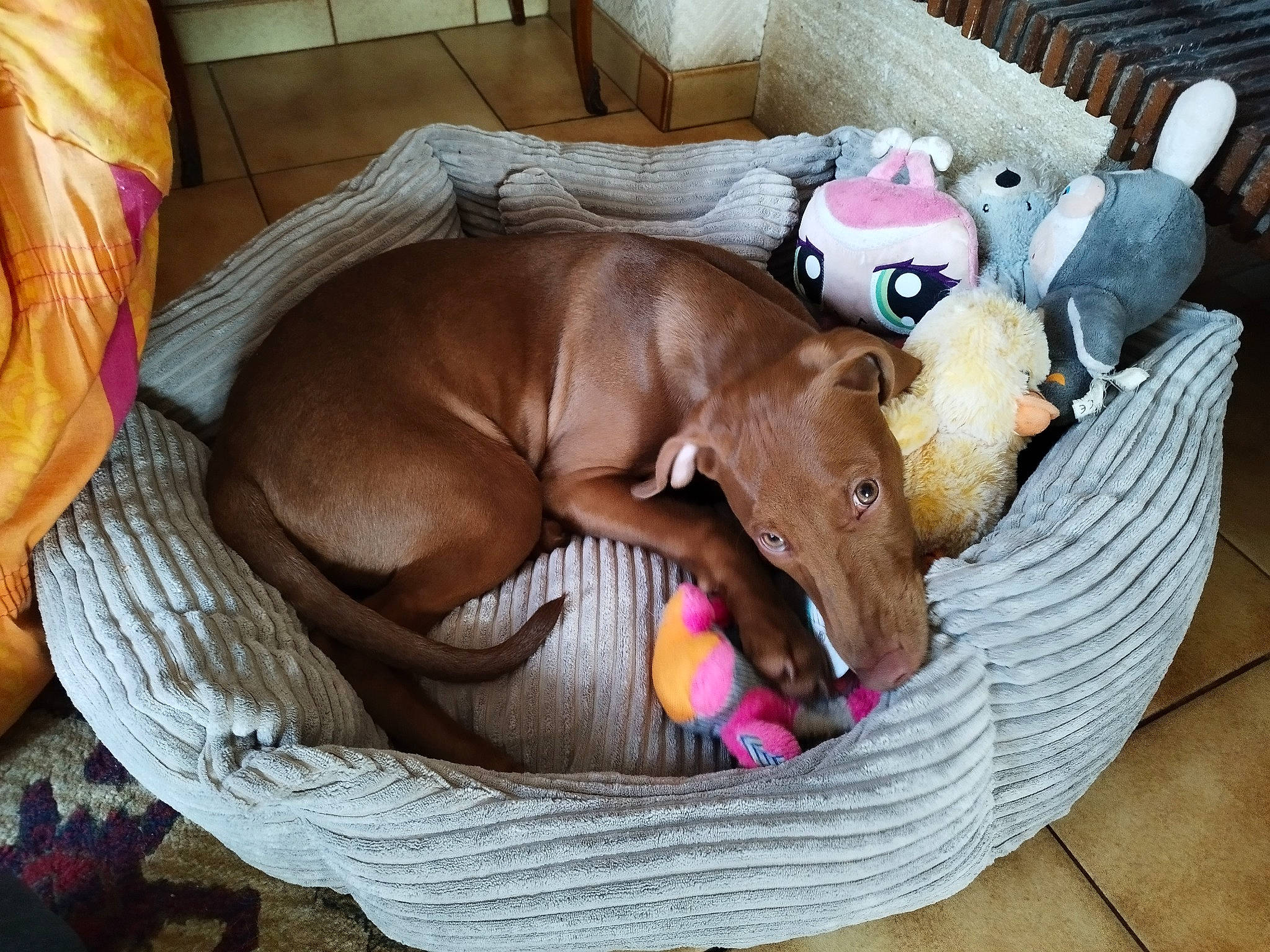 Tia participe au concours pour gagner de l'argent avec cette photo : canidae, carnivore, comfort, companion_dog, dog, dog_breed, dog_supply, fawn, guard_dog, liver, nap, plush, room, snout, sporting_group, stuffed_toy, terrestrial_animal, toy, wood, working_animal