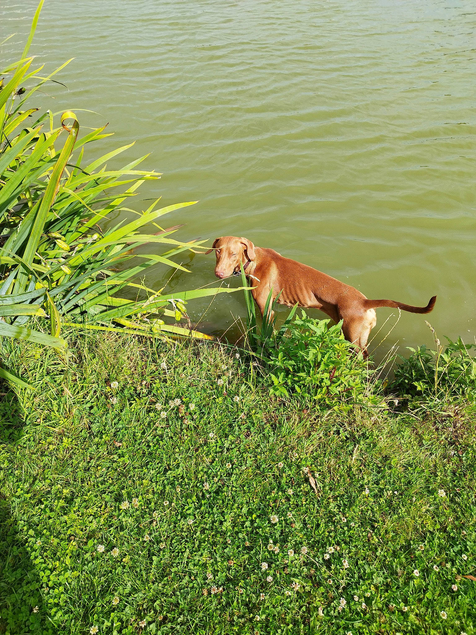 Tia a rejoint le concours — aidez-le/la à gagner de superbes lots ! body_of_water, canidae, carnivore, dog, dog_breed, fawn, flower, grass, grass_family, grassland, groundcover, gun_dog, lake, natural_landscape, plant, sporting_group, tail, water, wildlife, working_animal