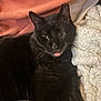 Pharoah joined the competition — help win amazing prizes! black_cat, cat, pet, animal, tongue_out, cozy, blanket, fur, cute, indoor, relaxed, sleepy, whiskers, ears, face, comfort, resting, close_up, soft_texture, domestic_cat