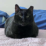 Pharoah joined the competition — help win amazing prizes! black_cat, cat, pet, indoor, bed, quilt, pink, blue, fur, animal, feline, cute, resting, looking, whiskers, ears, eyes, domestic_cat, cozy, portrait