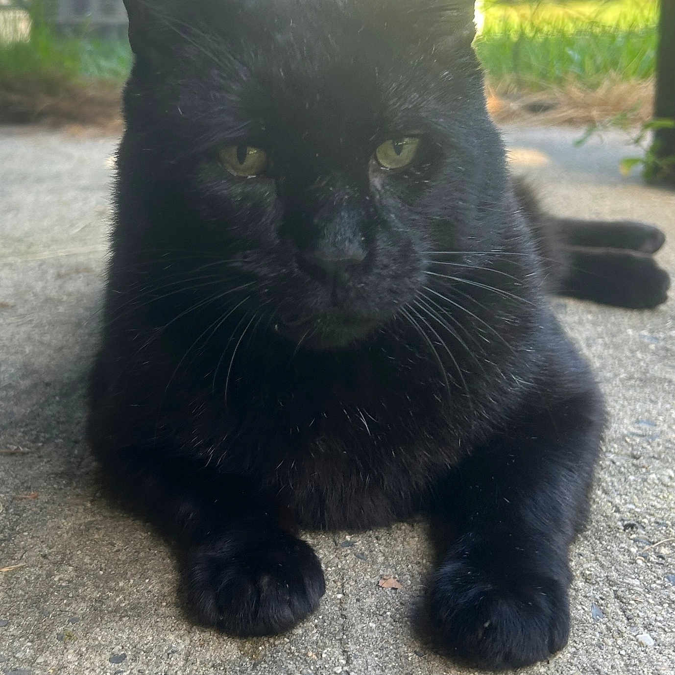 Pharoah joined the competition — help win amazing prizes! animal, black_cat, cat, close_up, concrete, daylight, ears, feline, fur, greenery, lying_down, nature, outdoor, pavement, pet, portrait, relaxed, whiskers, wildlife, yellow_eyes