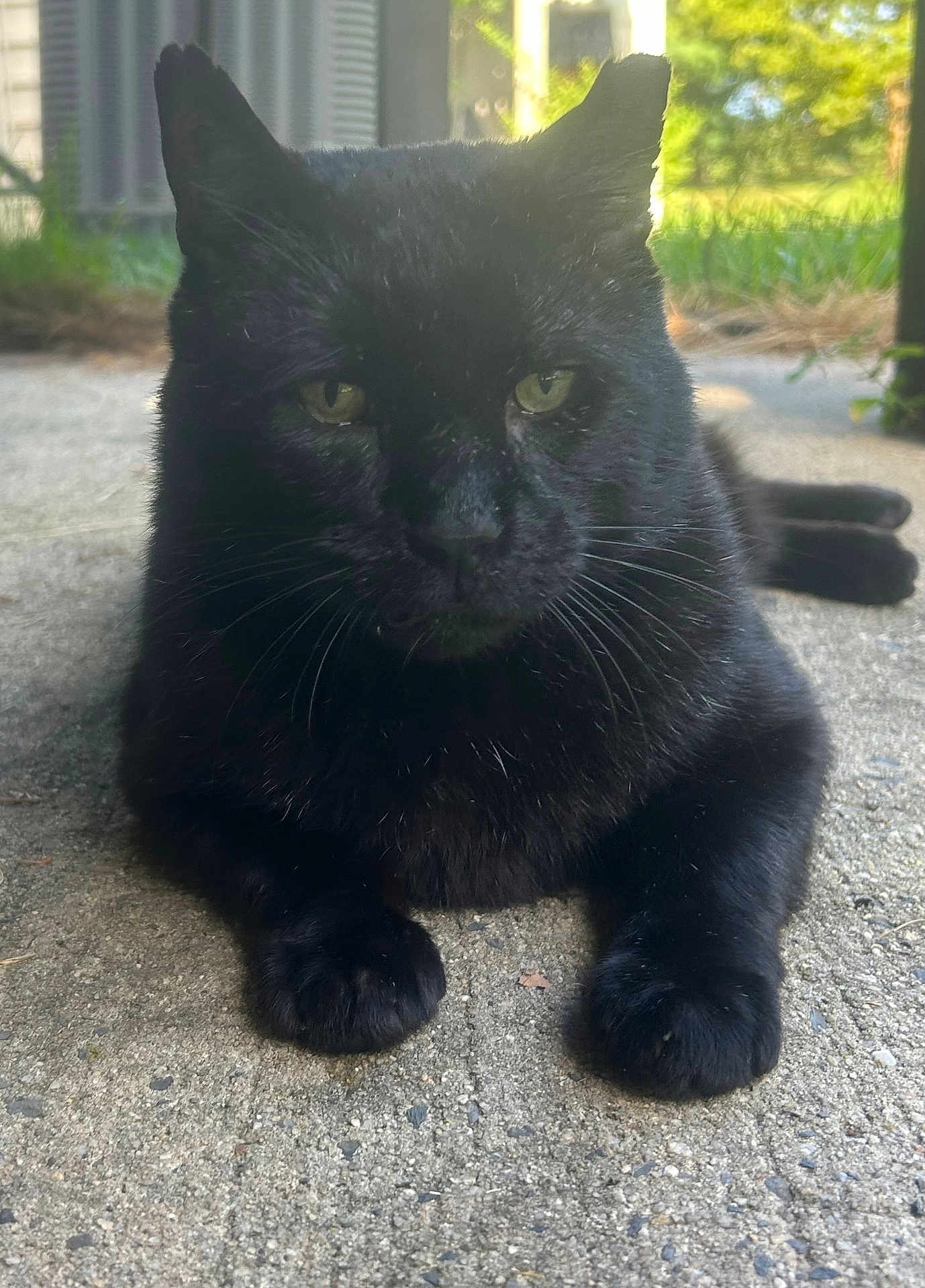 Pharoah joined the competition — help win amazing prizes! black_cat, cat, animal, pet, feline, outdoor, concrete, pavement, whiskers, ears, yellow_eyes, fur, relaxed, lying_down, close_up, nature, greenery, daylight, wildlife, portrait