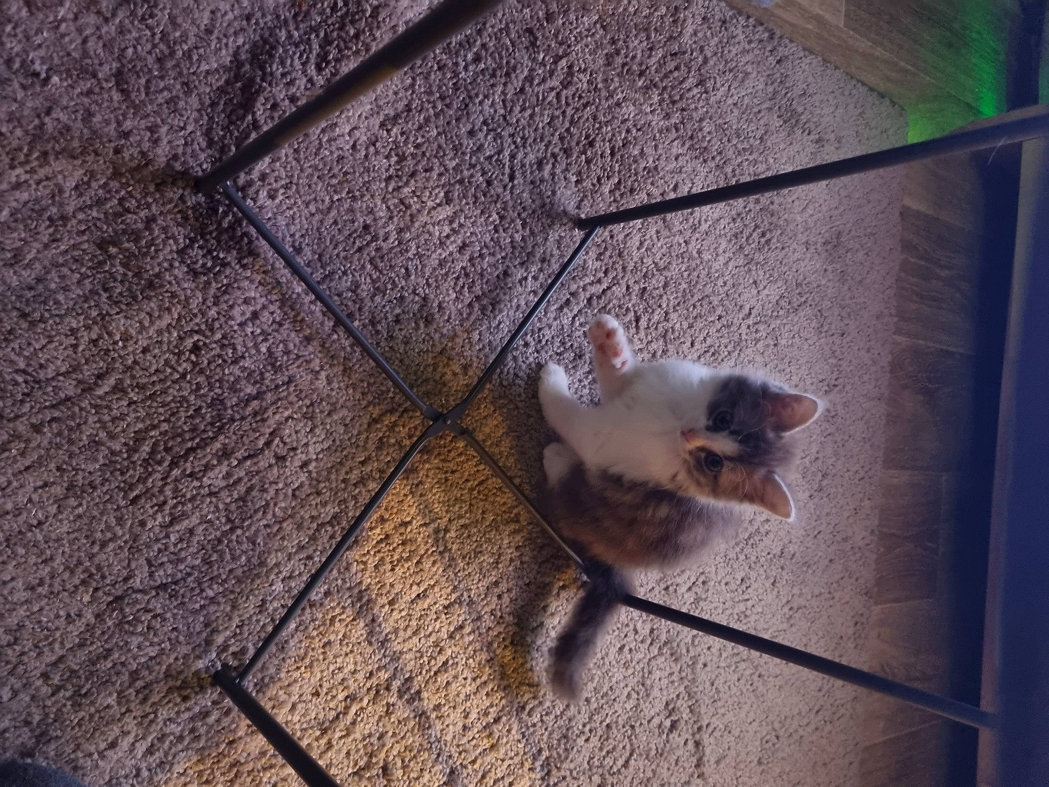 Minette
