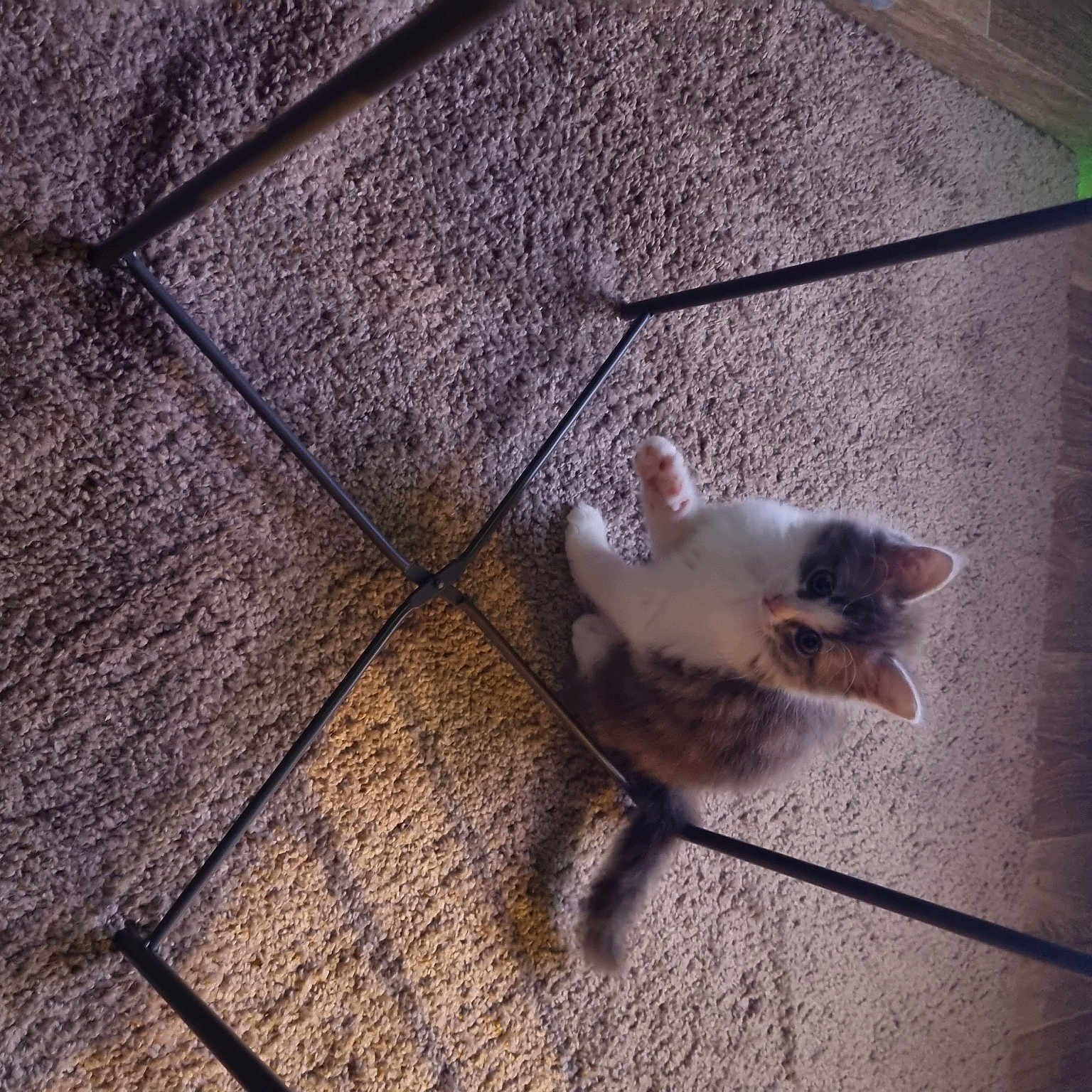 Minette