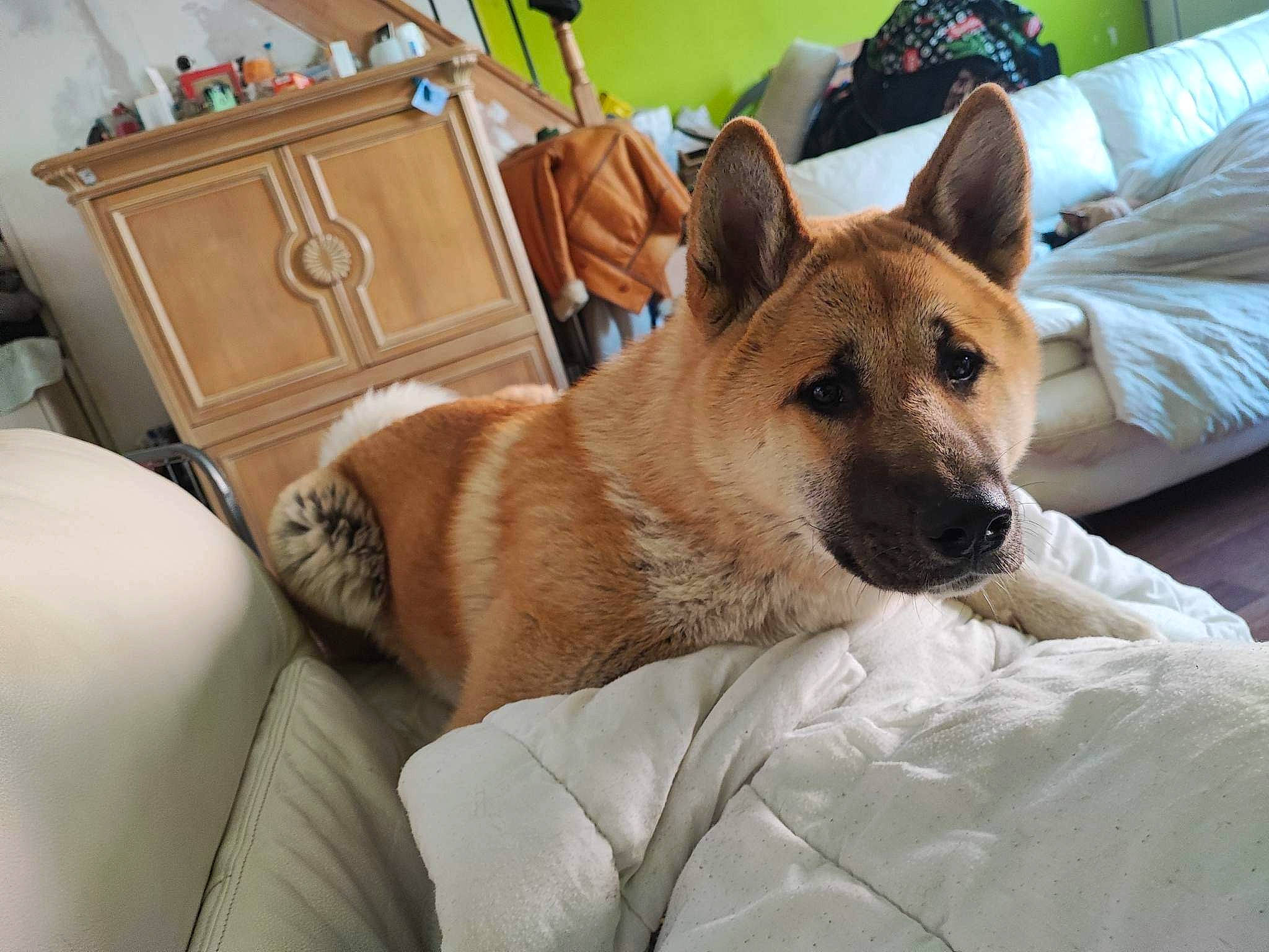 Hatchi a rejoint le concours — aidez-le/la à gagner de superbes lots ! canidae, carnivore, collar, comfort, companion_dog, couch, dog, dog_breed, dog_supply, fawn, fur, nap, non_sporting_group, room, snout, sporting_group, whiskers, working_animal, working_dog