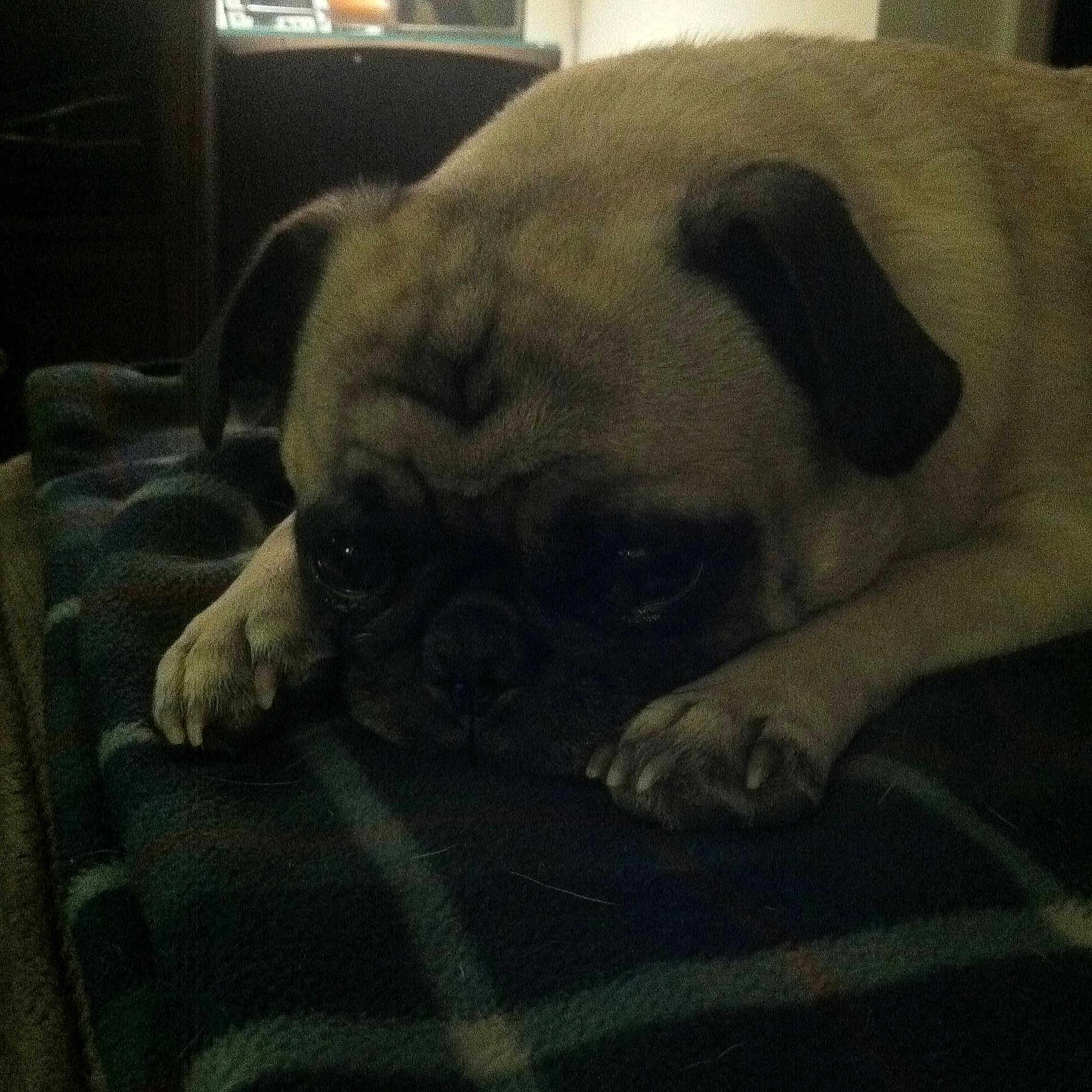 Tazz joined the competition — help win amazing prizes!