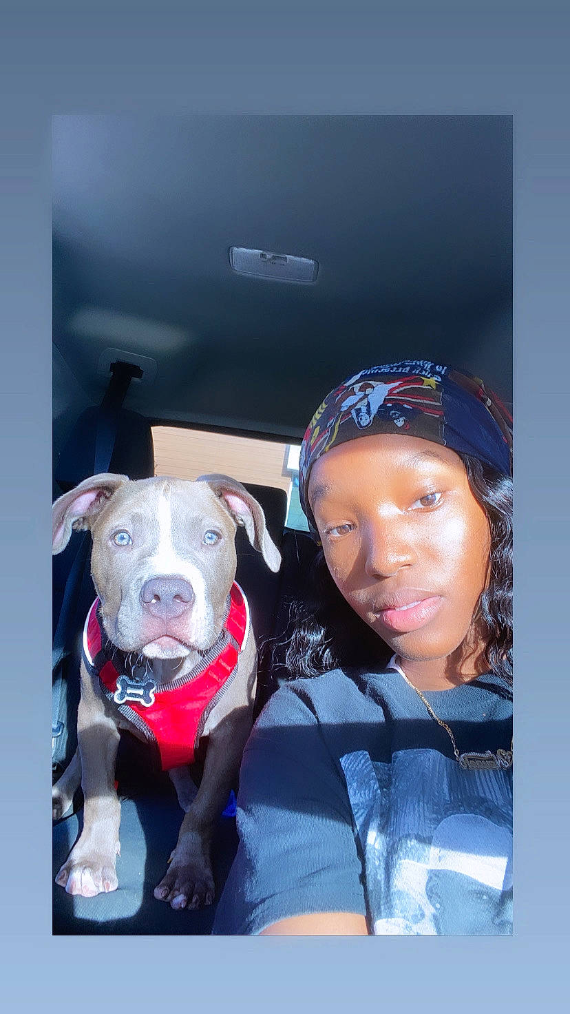 Juice joined the competition — help win amazing prizes! american_pit_bull_terrier, american_staffordshire_terrier, bandog, canidae, carnivore, dog, dog_breed, fawn, non_sporting_group, photography, pit_bull, selfie, smile, sporting_group, staffordshire_bull_terrier