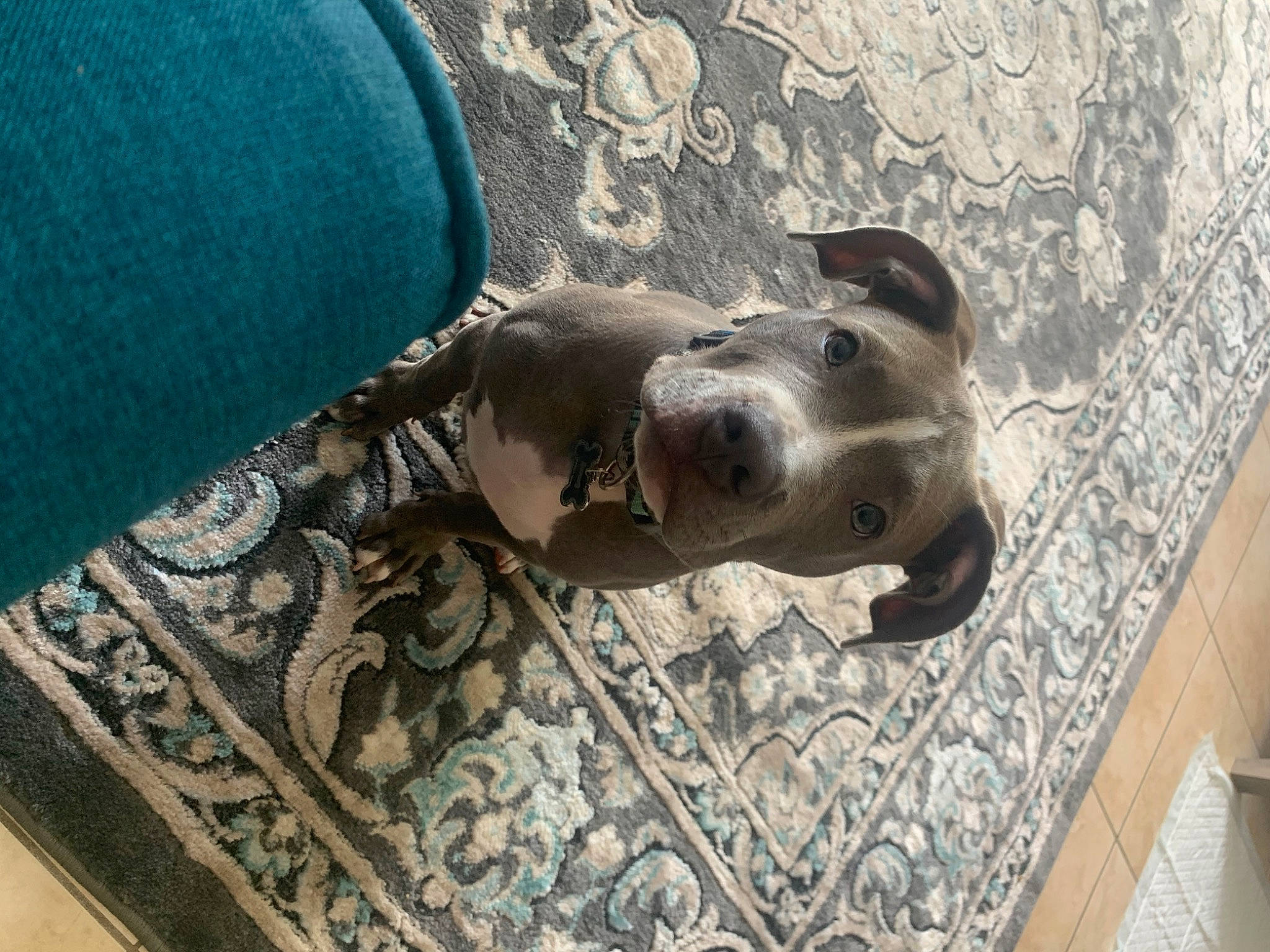 Juice joined the competition — help win amazing prizes! american_pit_bull_terrier, canidae, carnivore, dog, dog_breed, fawn, non_sporting_group, snout, sporting_group