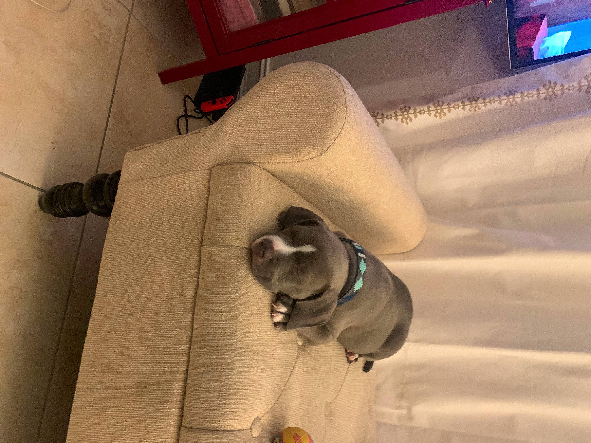 Juice joined the competition — help win amazing prizes! canidae, carnivore, companion_dog, dog, dog_breed, fawn, french_bulldog, non_sporting_group, pug, puppy, snout, sporting_group, toy_dog