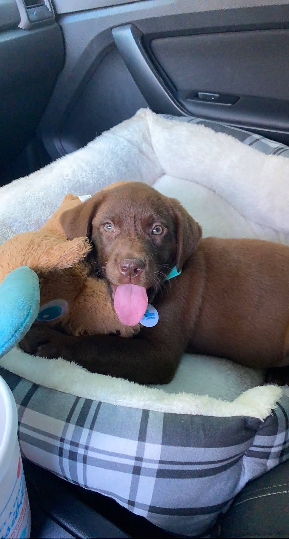 Nelli joined the competition — help win amazing prizes! canidae, carnivore, collar, comfort, companion_dog, dog, dog_breed, dog_collar, fawn, fur, gun_dog, leash, liver, post_it_note, retriever, snout, sporting_group, whiskers, working_animal, wrinkle