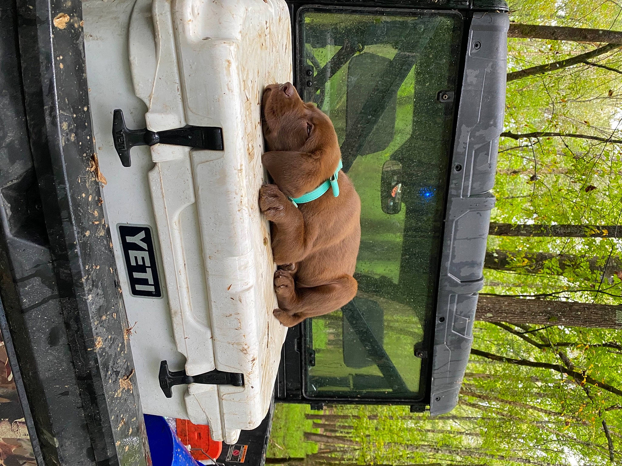 Nelli joined the competition — help win amazing prizes! automotive_exterior, door, emergency_service, fire_apparatus, grass, house, machine, metal, motor_vehicle, personal_protective_equipment, plant, snout, stuffed_toy, teddy_bear, toy, tree, trunk, uniform, vehicle_door, wood