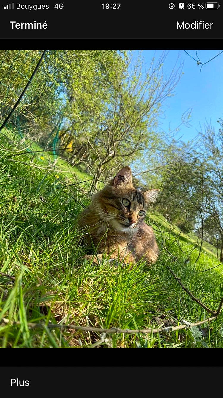 Kiss a rejoint le concours — aidez-le/la à gagner de superbes lots ! branch, canidae, carnivore, cat, fawn, felidae, grass, groundcover, plant, sky, small_to_medium_sized_cats, snout, sporting_group, tail, terrestrial_animal, tree, trunk, twig, whiskers, wood