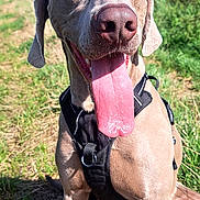 Fayko participe au concours pour gagner de l'argent avec cette photo : dog, weimaraner, pet, sitting, panting, tongue, floppy_ears, brown_coat, harness, outdoors, grass, hillside, sunlight, blue_sky, portrait, close_up, animal, canine, happy, nature