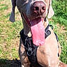 dog, weimaraner, pet, sitting, panting, tongue, floppy_ears, brown_coat, harness, outdoors, grass, hillside, sunlight, blue_sky, portrait, close_up, animal, canine, happy, nature