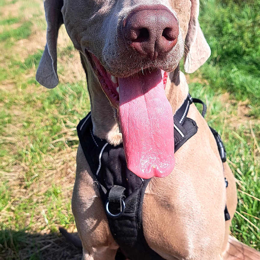 Fayko participe au concours pour gagner de l'argent avec cette photo : dog, weimaraner, pet, sitting, panting, tongue, floppy_ears, brown_coat, harness, outdoors, grass, hillside, sunlight, blue_sky, portrait, close_up, animal, canine, happy, nature