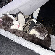 Smokey is registered to the contest to win money with this photo: animal, blanket, camouflage_clothing, cat, cozy, curled_up, cute, cute_pet, domestic_cat, feline, fur, indoor, pet, pink_nose, relaxed, resting, sleeping, soft_texture, tail, whiskers