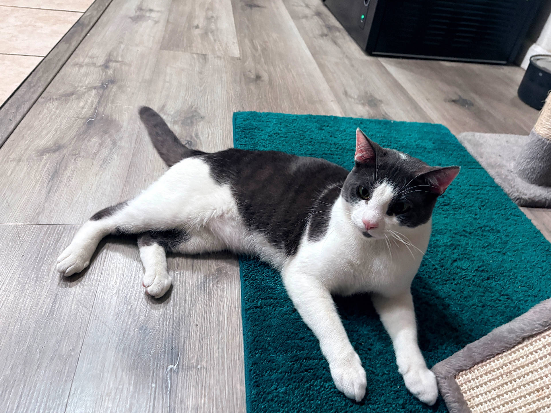 animal, black_and_white, cat, cozy, curious, domestic, ears, feline, floor, home, indoor, paws, pet, relaxed, rug, scratching_post, tail, teal, whiskers, wooden_floor