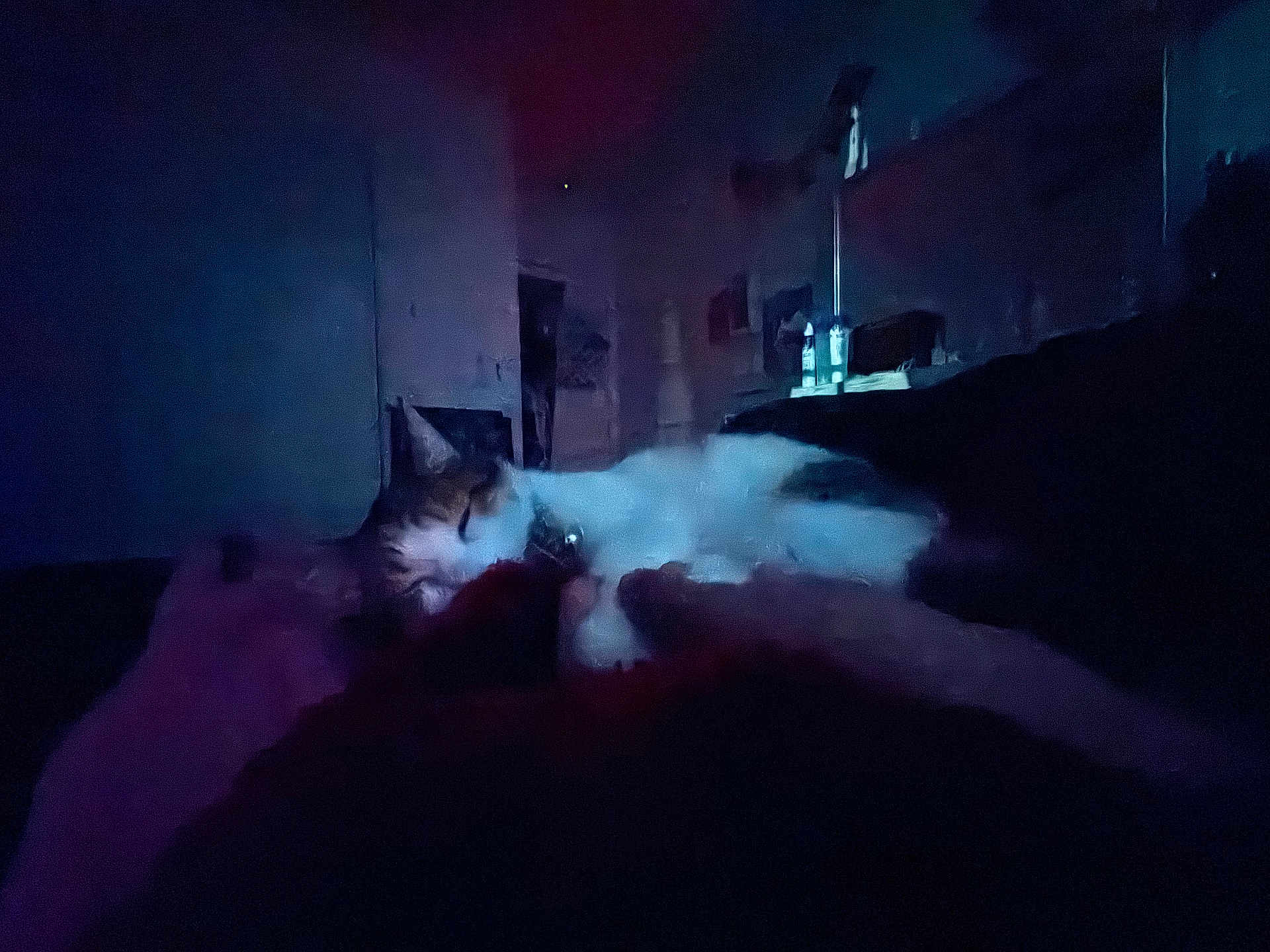 Molee joined the competition — help win amazing prizes! cat, indoor, low_light, sleeping, feline, dark, blurred, bed, resting, animal, pet, quiet, furniture, home, cozy, blur, shadow, night, relaxing, domestic