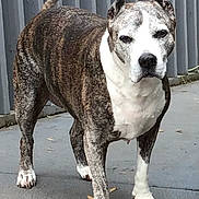 Bebe joined the competition — help win amazing prizes! dog, canine, brindle_coat, white_chest, standing, paws, snout, ears, short_hair, portrait, outdoor, pavement, fence, attentive, mature_dog, pet, domestic_animal, whiskers, tail, single_subject