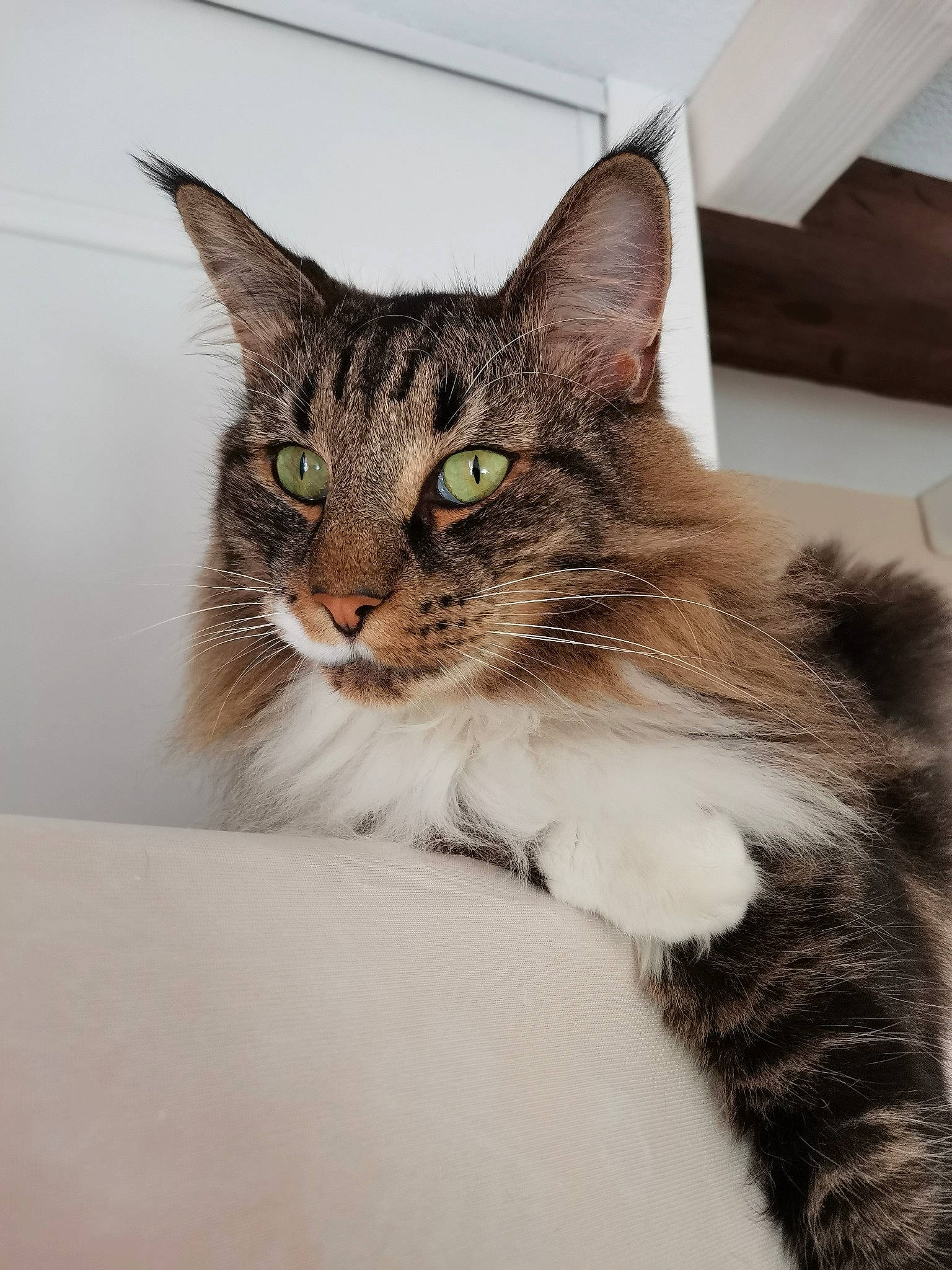 Lain a rejoint le concours — aidez-le/la à gagner de superbes lots ! box, carnivore, cat, domestic_short_haired_cat, door, felidae, fur, paw, small_to_medium_sized_cats, snout, terrestrial_animal, tree, whiskers, window