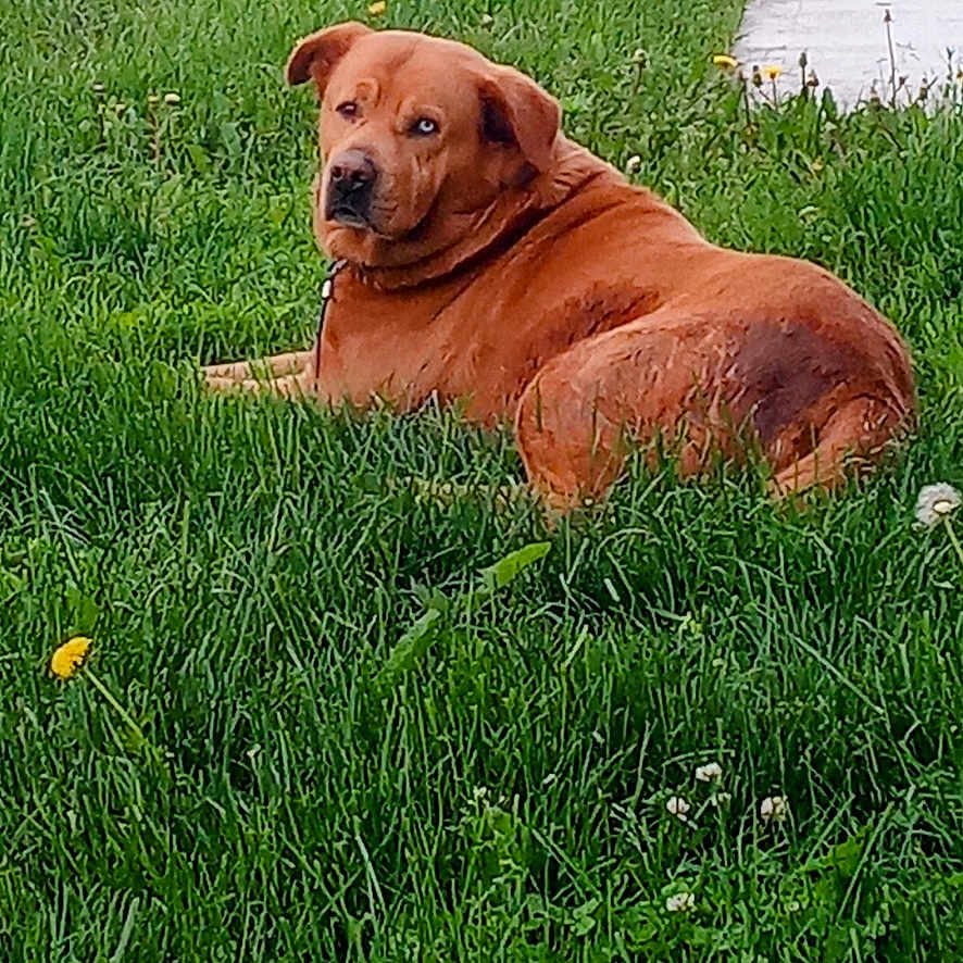 Blu is registered to the contest to win money with this photo: animal, brown_dog, canine, daylight, dog, flower, grass, greenery, ground, lawn, looking_back, nature, outdoor, park, pathway, pet, relaxed, resting, side_view, summer