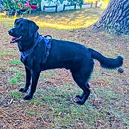 Vito a rejoint le concours — aidez-le/la à gagner de superbes lots ! alert, animal, background_cars, black_dog, canine, daylight, dog, grass, greenery, harness, large_tree, nature, outdoor, park, pet, pine_needles, standing, sunlight, tongue_out, tree