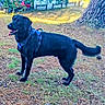 alert, animal, background_cars, black_dog, canine, daylight, dog, grass, greenery, harness, large_tree, nature, outdoor, park, pet, pine_needles, standing, sunlight, tongue_out, tree