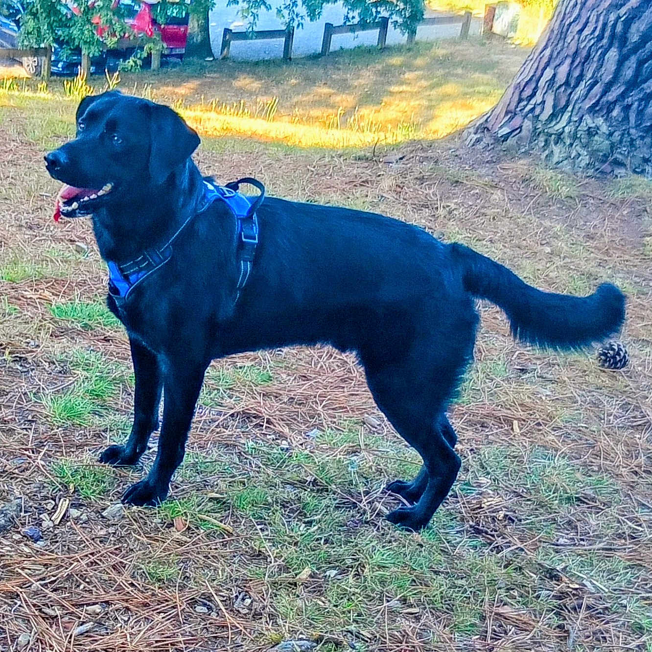 Vito