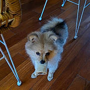 Alma a rejoint le concours — aidez-le/la à gagner de superbes lots ! dog, puppy, bone, wooden_floor, indoor, furniture_legs, fluffy, small_dog, pet, cute, animal, domestic_animal, canine, young_dog, brown_fur, black_nose, standing, looking_up, flooring, home