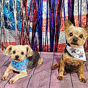 Brandy And Bruno joined the competition — help win amazing prizes! american_flag, bandanas, blanket, canine, couch, dogs, festive, fourth_of_july, holiday, indoor, patriotic, pets, portrait, red_white_blue, sitting, small_dog, stars_and_stripes, tinsel, two_dogs, yorkshire_terrier