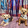 american_flag, bandanas, blanket, canine, couch, dogs, festive, fourth_of_july, holiday, indoor, patriotic, pets, portrait, red_white_blue, sitting, small_dog, stars_and_stripes, tinsel, two_dogs, yorkshire_terrier