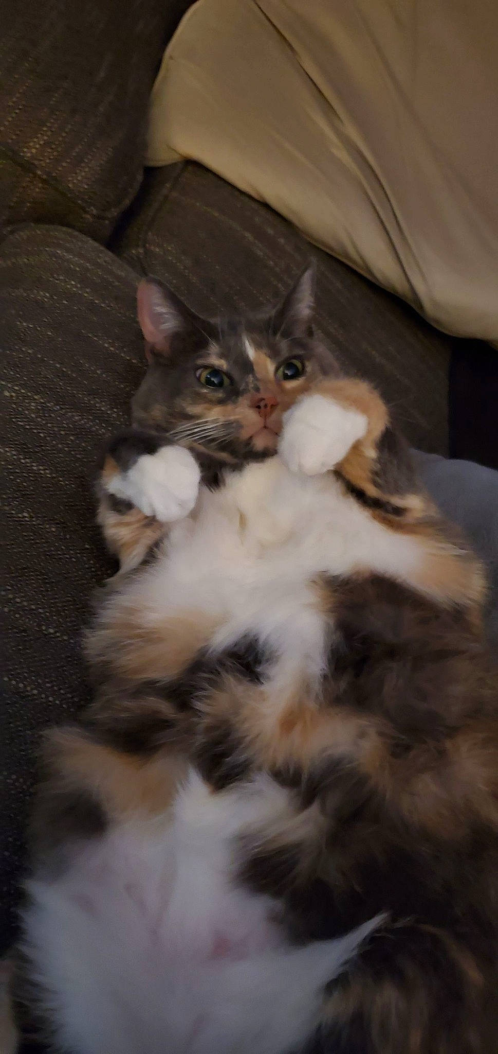 Paisley is registered to the contest to win money with this photo: brown, carnivore, cat, claw, comfort, domestic_short_haired_cat, fawn, felidae, fur, paw, small_to_medium_sized_cats, tail, whiskers, wood