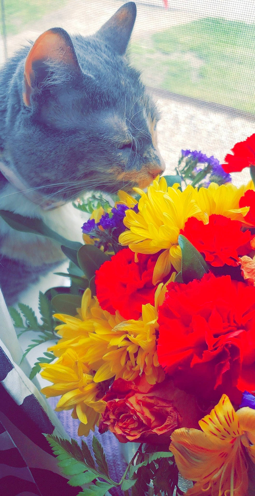 Paisley is registered to the contest to win money with this photo: annual_plant, artificial_flower, botany, bouquet, carnivore, cat, cut_flowers, domestic_short_haired_cat, electric_blue, event, felidae, floral_design, flower, flower_arranging, flowering_plant, magenta, petal, plant, small_to_medium_sized_cats, whiskers