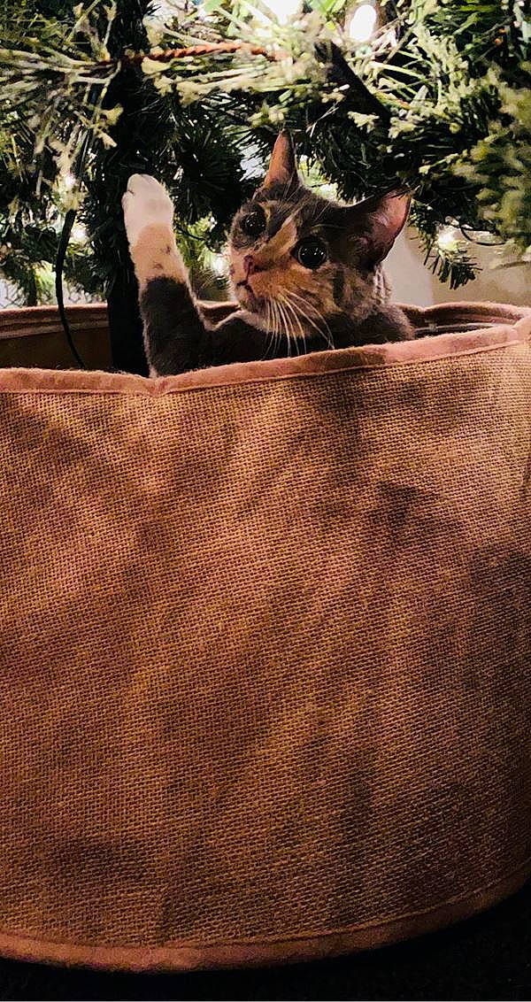 Paisley is registered to the contest to win money with this photo: brown, carnivore, cat, fawn, felidae, flooring, fur, grass, linens, mammal, metal, small_to_medium_sized_cats, sunlight, tail, terrestrial_animal, tints_and_shades, tree, trunk, whiskers, wood