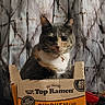 Paisley joined the competition — help win amazing prizes! box, cardboard, carnivore, cat, cat_supply, domestic_short_haired_cat, felidae, font, fur, packaging_and_labeling, paw, pet_supply, photo_caption, small_to_medium_sized_cats, snout, tail, terrestrial_animal, twig, whiskers, wood