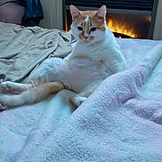 Butterscotch joined the competition — help win amazing prizes! cat, orange_and_white_cat, pet, bed, blanket, fireplace, indoor, relaxed, cozy, feline, fur, animal, cute, resting, warmth, home, comfort, sitting, domestic_animal, fluffy