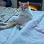 cat, orange_and_white_cat, pet, bed, blanket, fireplace, indoor, relaxed, cozy, feline, fur, animal, cute, resting, warmth, home, comfort, sitting, domestic_animal, fluffy