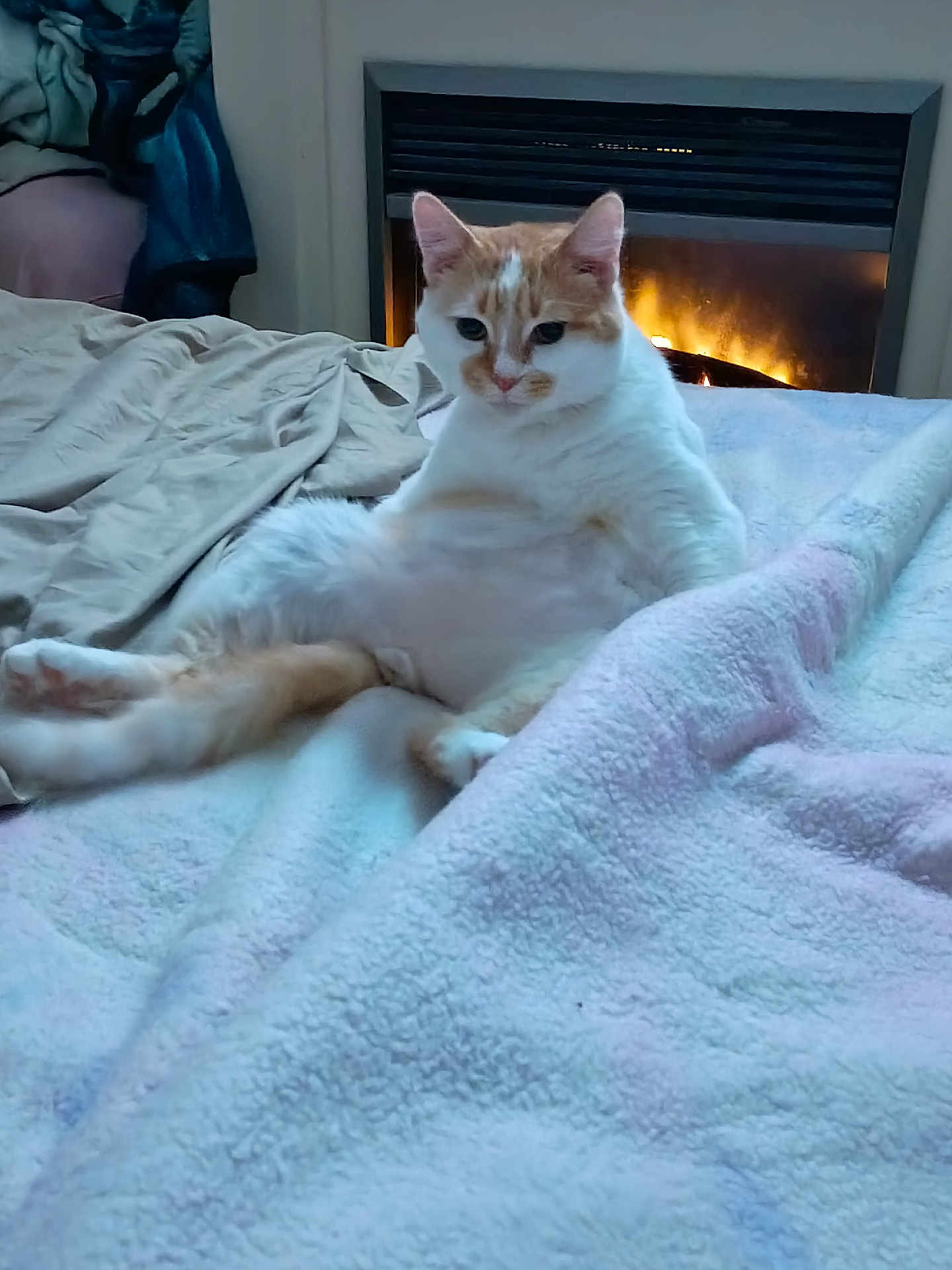 Butterscotch joined the competition — help win amazing prizes! cat, orange_and_white_cat, pet, bed, blanket, fireplace, indoor, relaxed, cozy, feline, fur, animal, cute, resting, warmth, home, comfort, sitting, domestic_animal, fluffy
