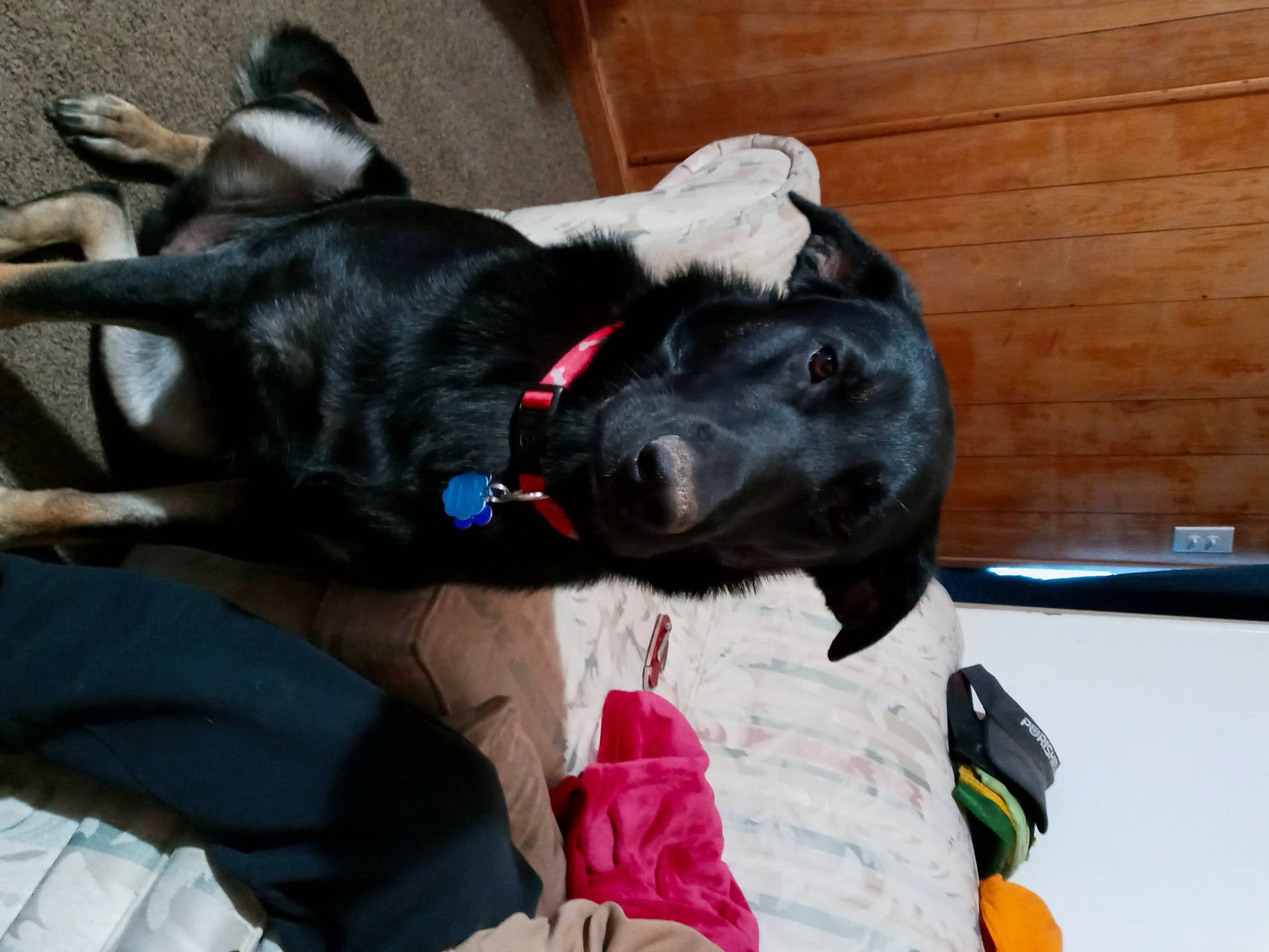 Gabriel is registered to the contest to win money with this photo: borador, canidae, carnivore, collar, comfort, companion_dog, dog, dog_breed, dog_collar, dog_supply, fur, guard_dog, leash, pet_supply, puppy, snout, sporting_group, tail, winter, working_animal