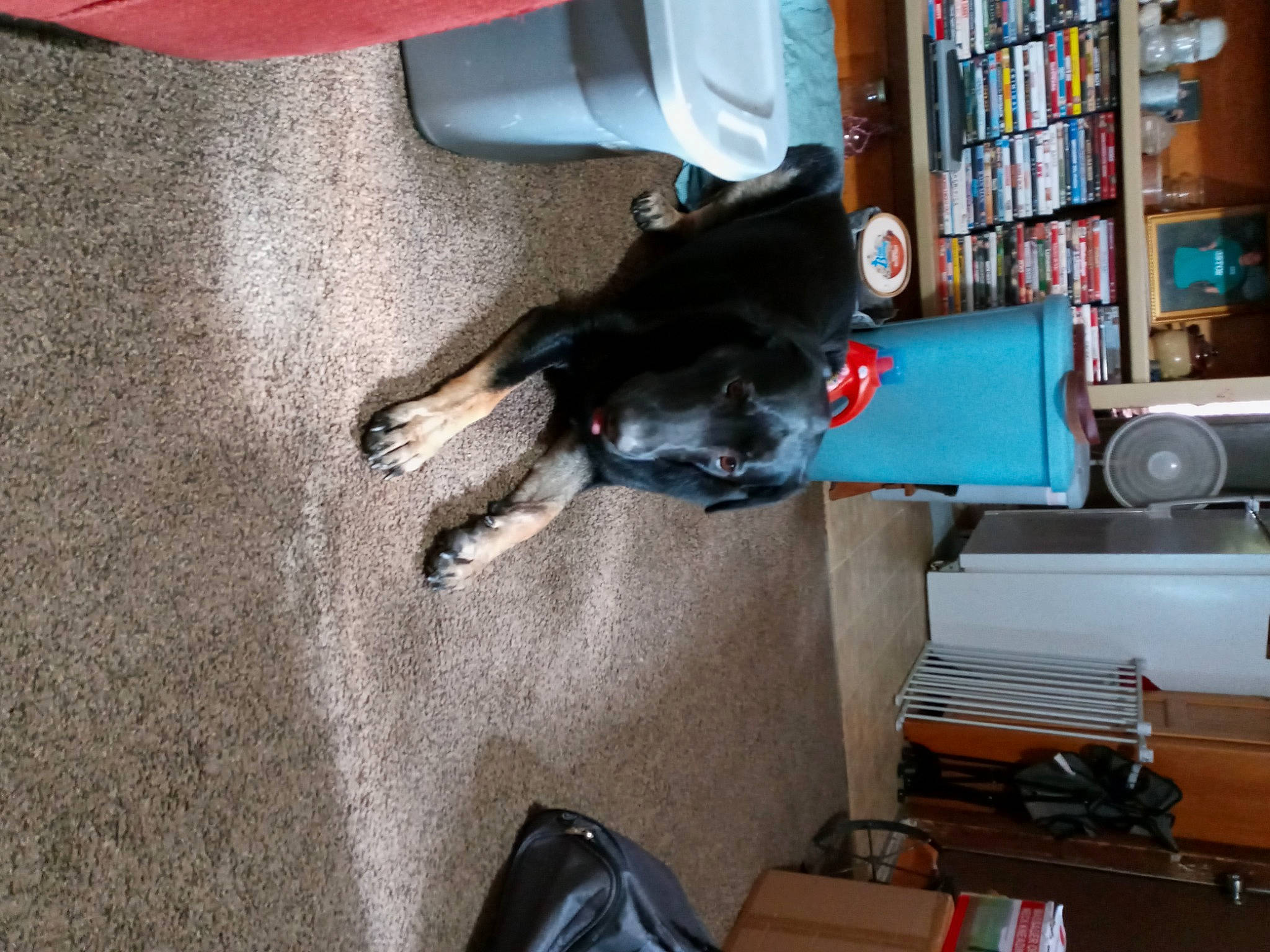 Gabriel joined the competition — help win amazing prizes! backpack, bookcase, canidae, carnivore, comfort, companion_dog, dog, dog_breed, drawer, felidae, flooring, fur, hardwood, machine, room, shelf, shelving, shoe, sporting_group, tail